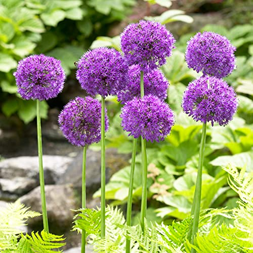 Allium Giganteum Purple Sensation - 5 pièces - plantes vivaces exterieur - bulbes de fleurs à planter exterieur - Rustique et parfumé de Hollande pour jardin et pot (pas de graines, non artificielle)