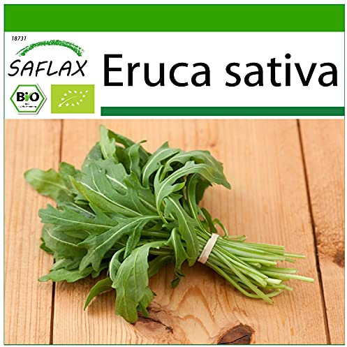 SAFLAX - BIO - Roquette - 3000 graines - Avec substrat de culture aseptique - Eruca sativa