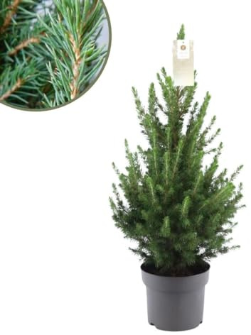 Árbol de Navidad pequeño - Picea glauca Conica - 60-70cm - Ø19cm - Planta de jardín