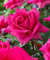 Rosa grandiflora 'Criterion'-cad.-Rose