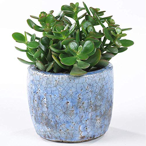 Crassula Ovata - Arbre de Jade Plante d'Intérieur pour Bureaux en pot de 12 cm