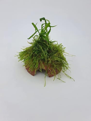 Fisch Höhle Kokosnuss mit Farn +Moos Aquarium Brutstätte Garnelenbäumchen, ca. 7-8 cm bepflanzt mit echten Tropica Wasserpflanzen