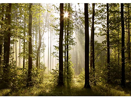 Runa Art Fototapete Wald Landschaft Sonne Modern Vlies Wohnzimmer Schlafzimmer - Made in Germany - 308 x 220 cm Grün Braun 9010010a