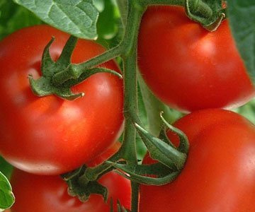 Big Red Tomato kit with Kids's Greenhouse Includes Mini Sunflower Seeds Grows The Best Tomatoes 18 high Indoors or Outdoors