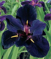 (2) Spectacular Flowering Black Gamecock Louisiana Iris Rhizome/Root/Plant
