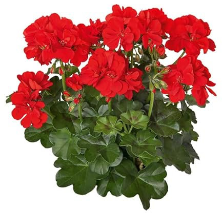 Geranio Gitanilla Natural - Pelargonium - Planta Perfecta para Crear un Hogar Lleno de Vida y Color