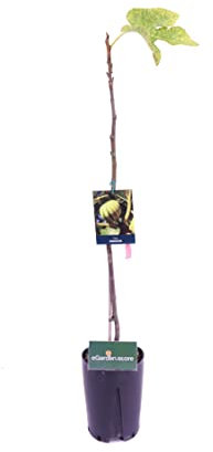 eGarden.store - Pianta vera di Fico o Fioreone o Ficus Carica diverse varietà 2 anni - Albero da frutta commestibile da coltivare in giardino o in vaso (Panachè)