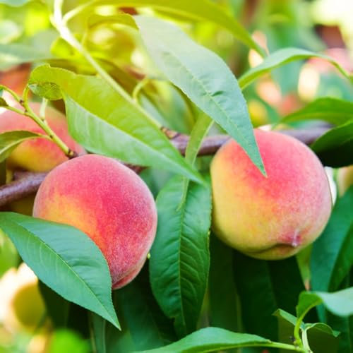 pfirsichbaum winterhart - samen obstsamen bäume dachbegrünung samen obstbaum indoor garten säulenobst winterhart winterharte stauden mehrjährig balkon hochbeet pfirsichbaum obstbäume 6pcs