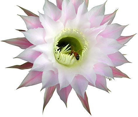 Cactus et succulentes mélange de semences, 100 graines