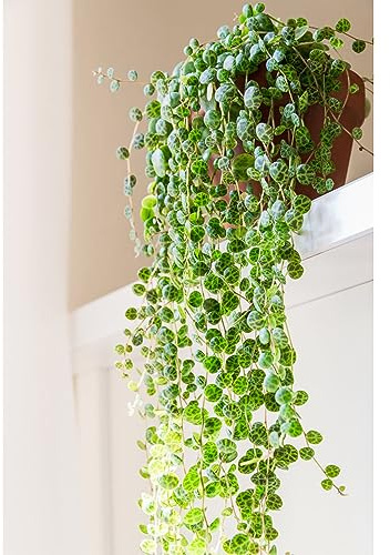 Peperomia Prostrata (String of Turtles) – Trailing Tortoiseshell Foliage Plant in Hanging Pot, Indoor Houseplant, Tender Perennial, 6cm Pot x2, by Thompson & Morgan