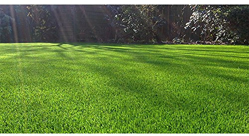 Mélange De Semences Pour Gazon Sport 10kg - GAZON SPORT 10KG