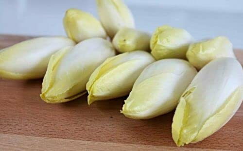 500 graines Chicorée de Bruxelles (Silent int.) ENDIVE E212 WITLOOF CHICORY SEEDS