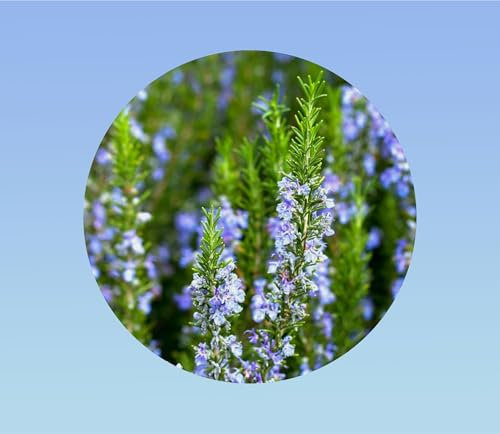 20 graines de romarin -rosemary - rosmarinus officinalis - herbes aromatiques