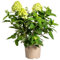 Ortensia - Hydrangea Paniculata Limelight - Fiori di colore verde lime - 50-60cm - Ø30cm - Pianta da giardino