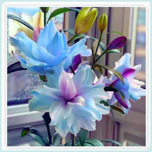 Großblütige Lilien, winterharte Stauden mit leuchtenden, lebendigen Farben: Schnittblumen für die Vase, duftende Blüten, auffällige Blumen für den Garten und das Zimmer.-4 zwiebeln-b