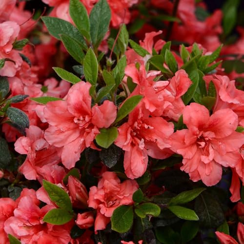 Vivai le Georgiche - Pianta vera di Azalea Encore Princess Serie Encore® Rododendro 'Princess' - vaso Ø 18 cm - altezza alla vendita 20-30 cm