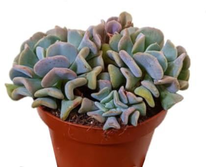 Planta natural Echeveria Cubic Frost, en maceta de 13 cm. Suculenta con rosetas grisáceas y toques morados, compacta y decorativa. Segura Garden.