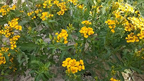100pcs Yellow Tagetes Lemmonii Flower Seeds Generic