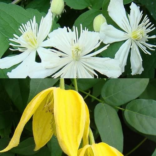 2 x Klematis klätterväxter: Clematis Summer Snow & The President - vit och blå, perenn & härdig | 2 x 1,5 liters krukor