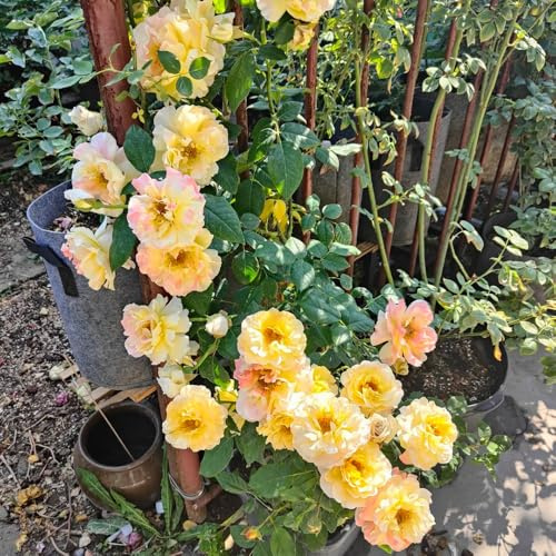 semillas resistentes de rosal, perennes, jardín de balcón Rosas trepadoras interior, 150pcs