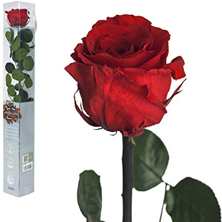 Inter Flowers GmbH Rosa eterna – 50 cm rosso – vere rose secche, fiori infiniti con gambo e foglie – Decorazione per proposta di matrimonio, rose infinite, rosa eterna fioritura