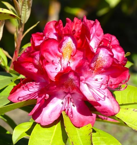 INKARHO Großblumige Alpenrose Rhododendron Junifeuer 25-30 cm späte Blüte