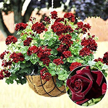 20 pcs rare black geranium seeds pink pelargonium perennial flower seeds rustic plant in bonsai pot: Only seeds