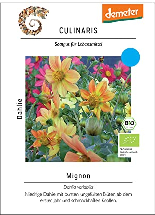 Blumensamen, Dahlie 'Mignon'