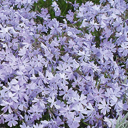 Creeping Phlox 'Emerald Cushion Blue'. Plug Plant x 4. Lilac-Blue Flowers. Plants for Pollinators. Ideal for Ground Cover and rockeries. Available from Bedwen Plants.