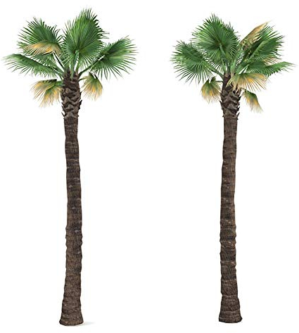 Washingtonia filifera 20 x Palmensamen Washington Palme frosthart