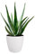 Aloe Vera Plant - Large Plant Around 30-40cm Including White Pot for The Home Or Office