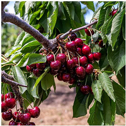 Burlat Cherry Tree 4-5ft Large,Dark Red, Sweet & Juicy Cherries,Ready to Fruit 3fatpigs®