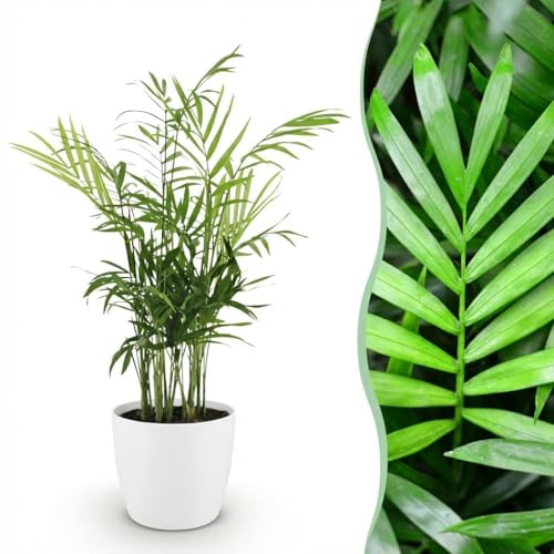 Chamaedorea elegans - Guldpalm - Djurvänlig växt - Grön - med vit krukväxt - 15cm - Ø12cm - Krukväxt - Komplett set - Växt med kruka