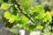 Heirloom Bio Ginkgo Biloba Gingko Maidenhair Baum Samen Nüsse Bonsai Baum aus Samen Pflanzen Topf für Garten