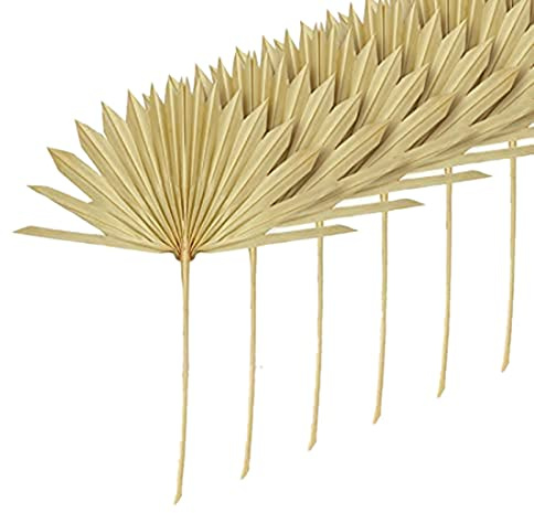 Qiaohome 6 Piezas Grandes Hojas de Palma Secas Abanicos de Palma Secos Naturales Ramo de Flores Secas Decoraciones de Boda Hojas de Palma de Abanico Secas