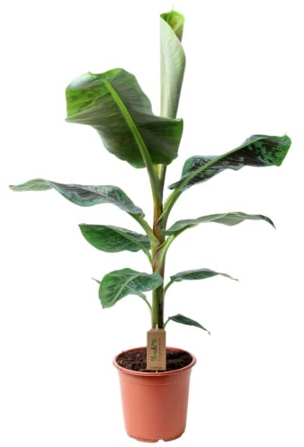 Plant in a Box - Musa Cavendish - Plante d'intérieur - Banane Cavendish naine - Pot 21cm - Hauteur 90-100cm