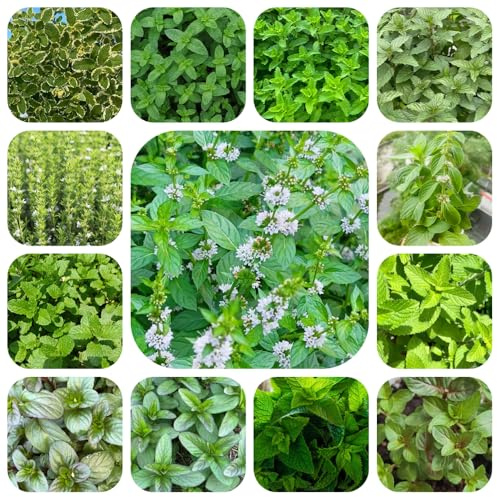 semi di menta, resistente tappezzante biologici per balcone da giardino appartamento purificatrici dell'aria 1200pcs