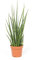 mgc24 Sansevieria Fernwood, Bogenhanf, echte Zimmerpflanze grün, 12cm Topfdurchmesser, Höhe ca. 30cm, 1 Pflanze