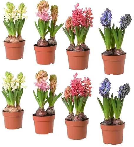 Set de 8 Bulbos de Jacinto PREMIUM Hyacinthus Orientalis