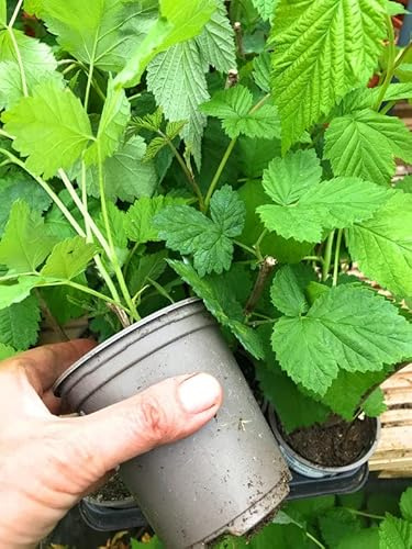 3 x Patio Raspberry Plants (9cm Dia Pots) Free UK Postage