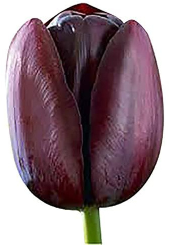 5 Queen of Night Tulip Bulbs – Deep Purple to Black Blooms – Stunning Contrast for Spring Gardens – Hardy & Easy to Grow Perennial Tulips