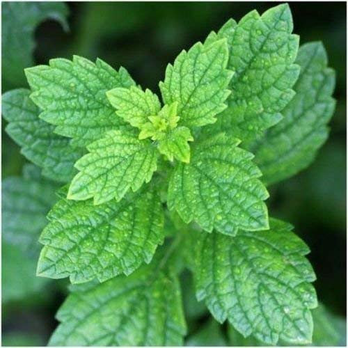 Packet of 50 Seeds, Lemon Balm Herb Seeds (Melissa Odorata): Only Seeds