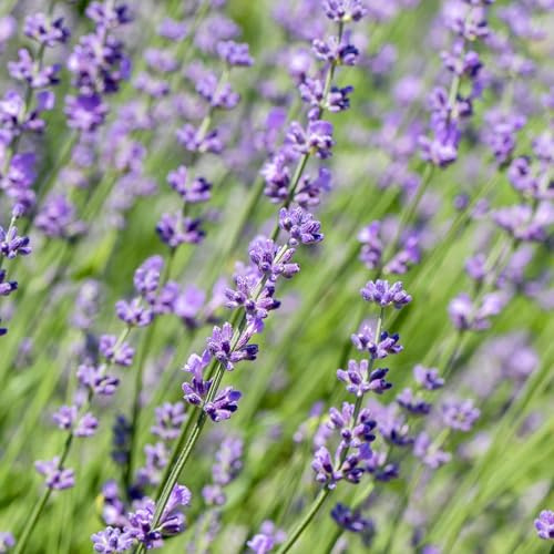Äkta lavendel – Lavandula angustifolia Hidcote – häckväxt – grått blad – 6 växter – 1 löpmeter – vintergrön – kruka 17 cm höjd 30 cm