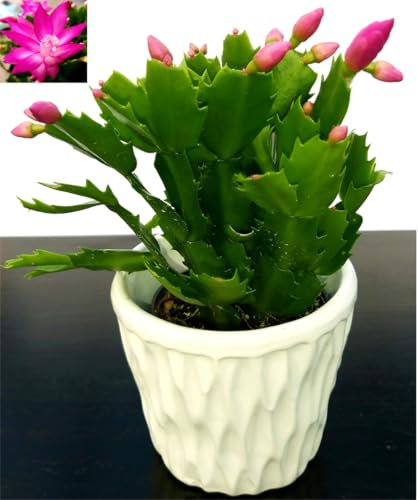 POWERS TO FLOWERS - SCHLUMBERGERA ROSA IN VASO CERAMICA BIANCO CON SPATOLATURA IN RILIEVO, Natalina, Pasqualina, Rhipsalis, pianta vera