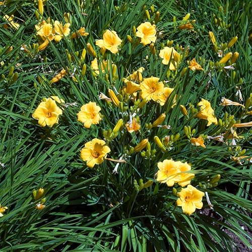 Bloomique Hemerocallis Stella d'Oro, hémérocalles, plantes de jardin, résistantes au froid, hauteur 10-20 cm, pot de 9 x 9 cm