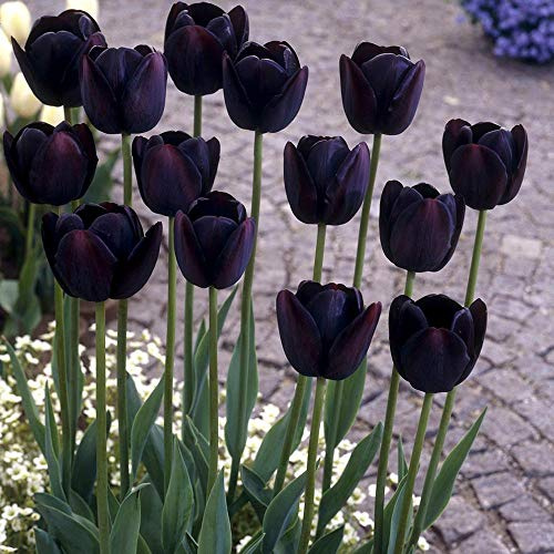 Germination Seeds: 12 Queen of the Night Tulip Bulbs - Size 12+ cm - Order Now for Fall Shipping: Package Contains Seeds