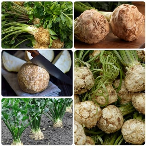 Semillas de apio nabo - resistentes para el jardín orgánicas, balcón 50pcs