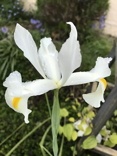 10 Dutch Iris 'Alaska' Bulbs (Free UK Postage)