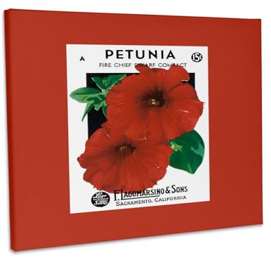 3dRose Petunia Fire Chief Dwarf Compact Deep Red Flower Seed Packet Museum Grade Canvas Wrap 10x8