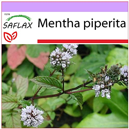 SAFLAX - Heilpflanzen - Pfefferminze - 300 Samen - Mentha piperita